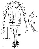 Espce Calanopia sarsi - Planche 1 de figures morphologiques