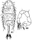 Espce Calanopia sarsi - Planche 2 de figures morphologiques