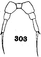 Espce Temorites sarsi - Planche 2 de figures morphologiques