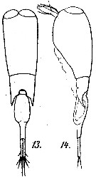 Espce Farranula gracilis - Planche 6 de figures morphologiques