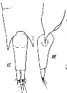 Espce Farranula rostrata - Planche 7 de figures morphologiques