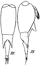 Espce Farranula rostrata - Planche 6 de figures morphologiques