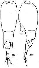 Espce Farranula curta - Planche 1 de figures morphologiques
