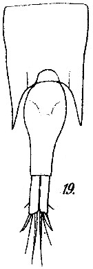 Espce Farranula curta - Planche 2 de figures morphologiques