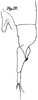 Espce Farranula curta - Planche 3 de figures morphologiques