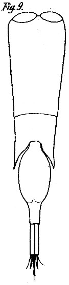 Espce Farranula gibbula - Planche 5 de figures morphologiques