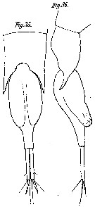 Species Farranula gibbula - Plate 7 of morphological figures