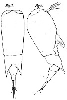 Espce Farranula carinata - Planche 2 de figures morphologiques