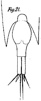 Espce Farranula carinata - Planche 3 de figures morphologiques