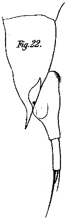 Espce Farranula carinata - Planche 4 de figures morphologiques