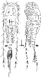 Espce Disseta scopularis - Planche 5 de figures morphologiques