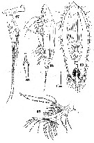 Espce Eucalanus muticus - Planche 1 de figures morphologiques