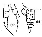 Espce Eucalanus muticus - Planche 2 de figures morphologiques