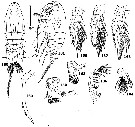 Espce Macandrewella agassizi - Planche 2 de figures morphologiques
