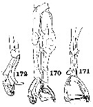 Espce Macandrewella agassizi - Planche 1 de figures morphologiques