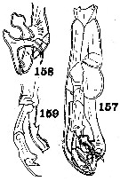 Espce Macandrewella sewelli - Planche 3 de figures morphologiques