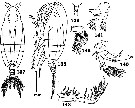 Espce Macandrewella chelipes - Planche 6 de figures morphologiques