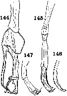 Espce Macandrewella chelipes - Planche 7 de figures morphologiques