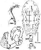 Espce Nullosetigera aequalis - Planche 2 de figures morphologiques