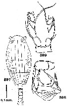 Espce Nullosetigera giesbrechti - Planche 2 de figures morphologiques