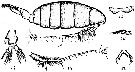 Espce Labidocera glauca - Planche 1 de figures morphologiques