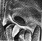 Espce Ridgewayia typica - Planche 4 de figures morphologiques