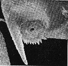 Espce Ridgewayia typica - Planche 6 de figures morphologiques
