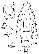 Espce Pontella pulvinata - Planche 1 de figures morphologiques