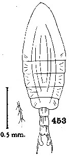 Espce Pontellopsis bitumida - Planche 1 de figures morphologiques