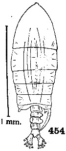Espce Pontellopsis bitumida - Planche 3 de figures morphologiques