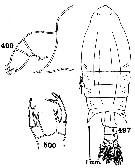 Espce Pontellopsis sinuata - Planche 1 de figures morphologiques