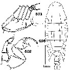 Espce Pontellopsis sinuata - Planche 2 de figures morphologiques