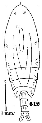Espce Scaphocalanus insolitus - Planche 1 de figures morphologiques