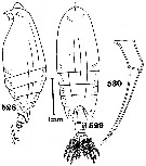 Espce Scolecocalanus spinifer - Planche 2 de figures morphologiques
