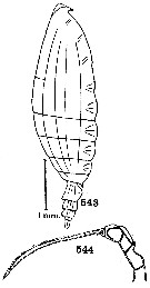 Espce Scottocalanus helenae - Planche 14 de figures morphologiques