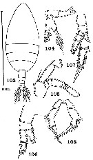Espce Scolecithricella spinacantha - Planche 1 de figures morphologiques