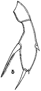 Espce Amallothrix arcuata - Planche 5 de figures morphologiques
