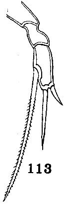 Espce Scaphocalanus elongatus - Planche 5 de figures morphologiques