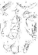Species Temorites kanaevae - Plate 1 of morphological figures