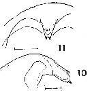Espce Temorites elongata - Planche 5 de figures morphologiques