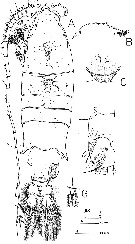 Espce Gaussia asymmetrica - Planche 1 de figures morphologiques