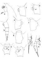 Espce Euchaeta marinella - Planche 2 de figures morphologiques