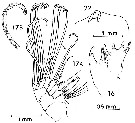 Species Elenacalanus eltaninae - Plate 2 of morphological figures
