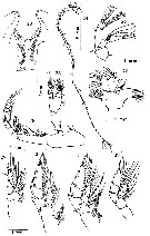 Espce Elenacalanus eltaninae - Planche 3 de figures morphologiques