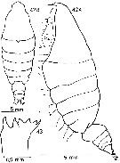 Espce Elenacalanus inflatus - Planche 1 de figures morphologiques
