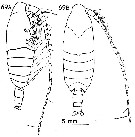 Espce Bradycalanus enormis - Planche 9 de figures morphologiques