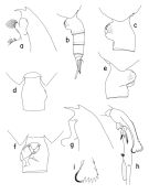 Espce Euchaeta rimana - Planche 2 de figures morphologiques