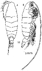Species Elenacalanus eltaninae - Plate 1 of morphological figures