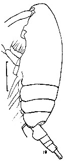 Espce Delibus sewelli - Planche 1 de figures morphologiques
