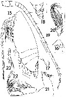 Espce Landrumius gigas - Planche 4 de figures morphologiques